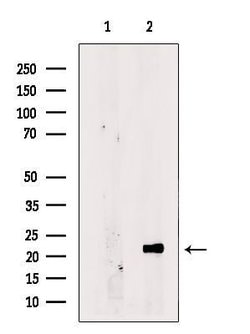 Invitrogen CHCHD4 Polyclonal Antibody 100 &mu;L; Unconjugated:Antibodies,