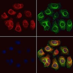 Invitrogen COQ9 Polyclonal Antibody 100 &mu;L; Unconjugated:Antibodies,