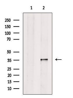 Invitrogen COQ9 Polyclonal Antibody 100 &mu;L; Unconjugated:Antibodies,