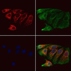 Invitrogen CPLX2 Polyclonal Antibody 100 μL; Unconjugated:Antibodies,
