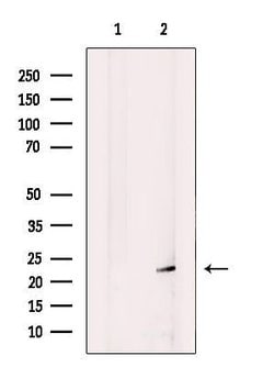Invitrogen Cyclophilin C Polyclonal Antibody 100 &mu;L; Unconjugated:Antibodies,