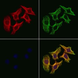 Invitrogen DNAJC19 Polyclonal Antibody 100 μL; Unconjugated:Antibodies,