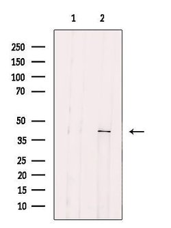 Invitrogen DYNC2LI1 Polyclonal Antibody 100 &mu;L; Unconjugated:Antibodies,