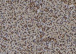 Invitrogen E2F3 Polyclonal Antibody 100 &mu;L; Unconjugated:Antibodies,