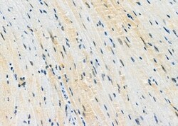Invitrogen E2F3 Polyclonal Antibody 100 &mu;L; Unconjugated:Antibodies,