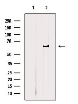 Invitrogen E2F3 Polyclonal Antibody 100 &mu;L; Unconjugated:Antibodies,