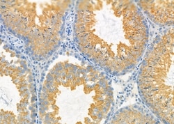 Invitrogen EGFL7 Polyclonal Antibody 100 &mu;L; Unconjugated:Antibodies,