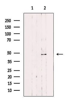 Invitrogen EGFL7 Polyclonal Antibody 100 &mu;L; Unconjugated:Antibodies,
