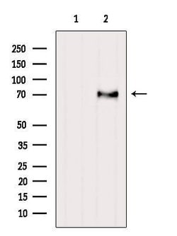 Invitrogen FOXO6 Polyclonal Antibody 100 &mu;L; Unconjugated:Antibodies,