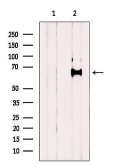 Invitrogen GEFT Polyclonal Antibody 100 &mu;L; Unconjugated:Antibodies,