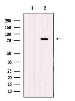 Invitrogen HBS1L Polyclonal Antibody 100 μL; Unconjugated:Antibodies,