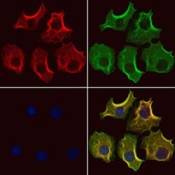Invitrogen LGP2 Polyclonal Antibody 100 &mu;L; Unconjugated:Antibodies,