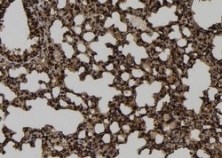 Invitrogen MRFAP1 Polyclonal Antibody 100 &mu;L | Buy Online | Invitrogen&trade; | Fisher Scientific