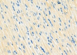 Invitrogen MRFAP1 Polyclonal Antibody 100 &mu;L | Buy Online | Invitrogen&trade; | Fisher Scientific