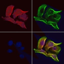 Invitrogen OPA3 Polyclonal Antibody 100 &mu;L; Unconjugated:Antibodies,