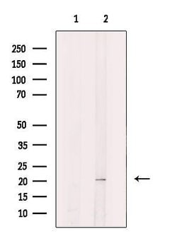 Invitrogen OPA3 Polyclonal Antibody 100 &mu;L; Unconjugated:Antibodies,
