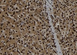 Invitrogen p107 Polyclonal Antibody 100 &mu;L; Unconjugated:Antibodies,