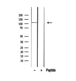 Invitrogen p107 Polyclonal Antibody 100 &mu;L; Unconjugated:Antibodies,