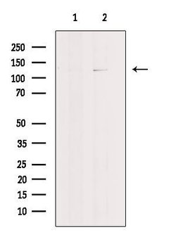 Invitrogen p107 Polyclonal Antibody 100 &mu;L; Unconjugated:Antibodies,