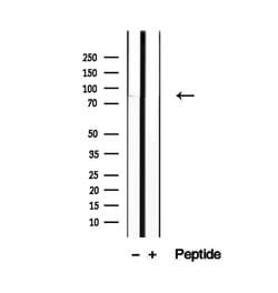 Invitrogen P3H3 Polyclonal Antibody 100 &mu;L; Unconjugated:Antibodies,