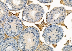 Invitrogen PARVB Polyclonal Antibody 100 &mu;L; Unconjugated:Antibodies,