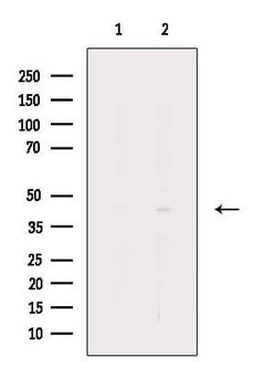 Invitrogen PARVB Polyclonal Antibody 100 &mu;L; Unconjugated:Antibodies,