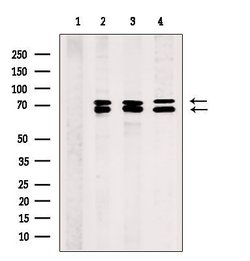 Invitrogen PHF17 Polyclonal Antibody 100 &mu;L | Buy Online | Invitrogen&trade; | Fisher Scientific