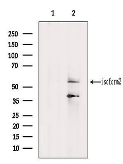 Invitrogen PIP5K1A Polyclonal Antibody 100 &mu;L; Unconjugated:Antibodies,
