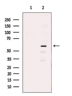 Invitrogen PPAN Polyclonal Antibody 100 &mu;L; Unconjugated:Antibodies,
