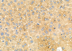 Invitrogen PRL1 Polyclonal Antibody 100 &mu;L; Unconjugated:Antibodies,