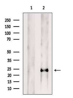 Invitrogen PRL1 Polyclonal Antibody 100 &mu;L; Unconjugated:Antibodies,