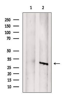 Invitrogen SAT1 Polyclonal Antibody 100 &mu;L; Unconjugated:Antibodies,