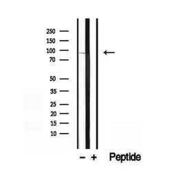 Invitrogen EXOC3 Polyclonal Antibody 100 &mu;L; Unconjugated:Antibodies,