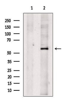 Invitrogen SLC13A2 Polyclonal Antibody 100 &mu;L; Unconjugated:Antibodies,