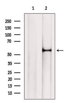 Invitrogen SLC13A2 Polyclonal Antibody 100 &mu;L; Unconjugated:Antibodies,