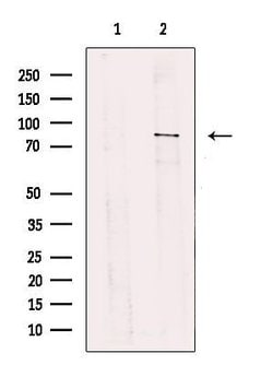 Invitrogen TBC1D23 Polyclonal Antibody 100 μL; Unconjugated:Antibodies,