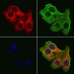 Invitrogen TIMM9 Polyclonal Antibody 100 &mu;L; Unconjugated:Antibodies,