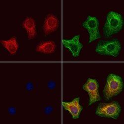Invitrogen NIBP Polyclonal Antibody 100 &mu;L; Unconjugated:Antibodies,