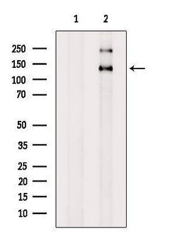 Invitrogen NIBP Polyclonal Antibody 100 &mu;L; Unconjugated:Antibodies,