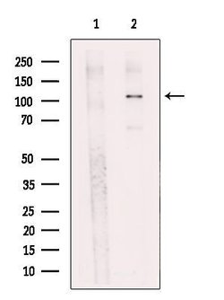 Invitrogen USP33 Polyclonal Antibody 100 μL; Unconjugated:Antibodies,