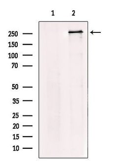 Invitrogen USP9X Polyclonal Antibody 100 &mu;L; Unconjugated:Anticorps,