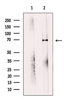 Invitrogen WDR1 Polyclonal Antibody 100 &mu;L; Unconjugated:Antibodies,