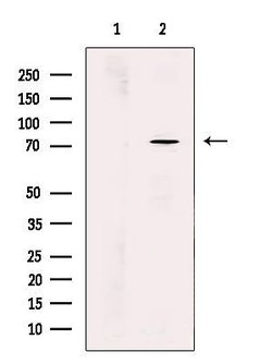 Invitrogen WRAP53 Polyclonal Antibody 100 &mu;L; Unconjugated:Antibodies,