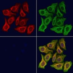 Invitrogen WWP1 Polyclonal Antibody 100 &mu;L; Unconjugated:Antibodies,