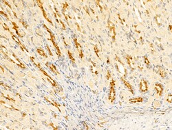 Invitrogen WWP1 Polyclonal Antibody 100 &mu;L; Unconjugated:Antibodies,