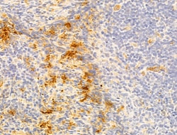 Invitrogen WWP1 Polyclonal Antibody 100 &mu;L; Unconjugated:Antibodies,