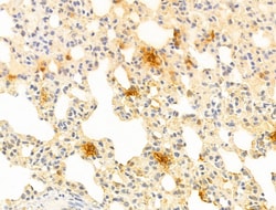 Invitrogen WWP1 Polyclonal Antibody 100 &mu;L; Unconjugated:Antibodies,