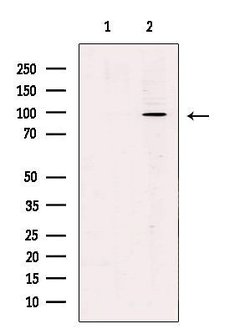 Invitrogen WWP1 Polyclonal Antibody 100 &mu;L; Unconjugated:Antibodies,