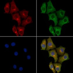 Invitrogen PDHA2 Polyclonal Antibody 100 μL; Unconjugated:Antibodies,