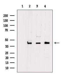 Invitrogen PDHA2 Polyclonal Antibody 100 μL; Unconjugated:Antibodies,